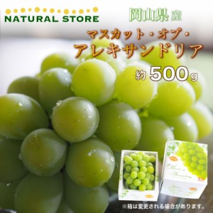  マスカットオブアレキサンドリア 1房 約500g 岡山県産ほか 産地化粧箱 ぶどう  夏ギフト 御中元 お中元