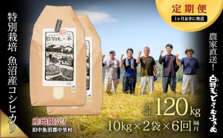 ≪令和5年産≫農家直送！魚沼産コシヒカリ特別栽培「白羽毛の米」精米(10kg×2袋)×6回 120kg