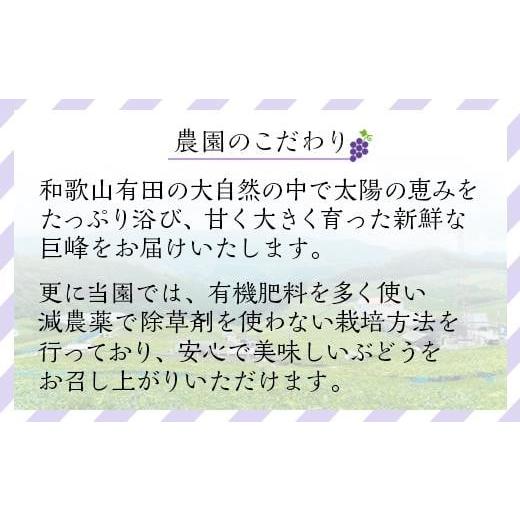 ふるさと納税 和歌山県 有田川町 先行予約 和歌山 有田産 巨峰 1.2kg 3~4房 フルーツ 果物 