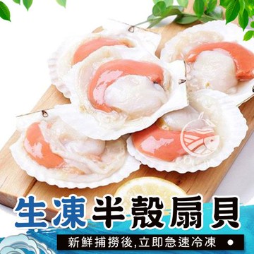 【歐嘉嚴選】野生生凍半殼扇貝10包組-500G/包-包冰率40%