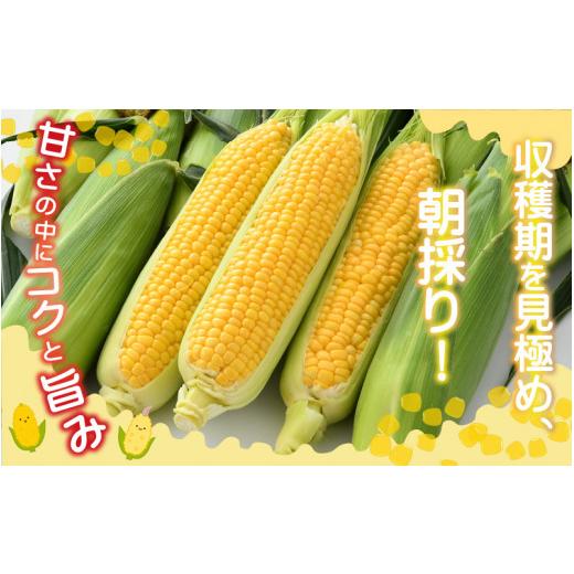 ふるさと納税 福井県 あわら市 朝採り スイートコーン 黄色 計10本 おおもの ／ ハウス栽培 低農薬 有機肥料 フルーツ並みの甘さ 甘い とうもろこ…