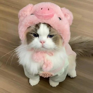 萌趣羊角造型狗狗穿搭服可愛毛絨寵物裝扮過節拍照神器泰迪比熊帽