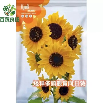 [原裝]矮桿多頭向日葵種子 觀賞用 盆栽陽台可種 不長高狂開花 花海切花首選 超好種 約50粒