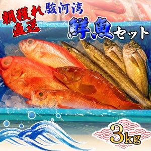 旬 鮮魚 セット 3kg 朝獲れ 沼津 駿河湾 金目鯛 鯵