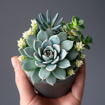 灰色飾品盒，綴以奇鸞多肉植物