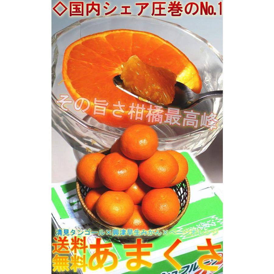 産地直送 天草オレンジ みかん あまくさ 5kg 愛媛県産 贈答規格 果汁豊富でとろける食感！濃厚な甘さの新鮮なギフトフルーツ