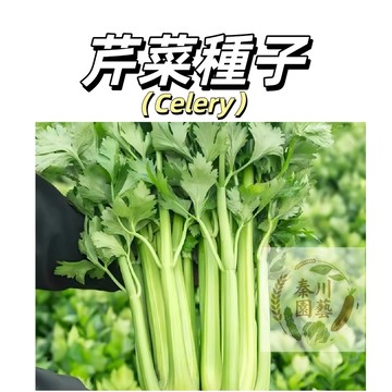 現貨速發（四季小香芹種子100粒） 大葉芹菜種子黃心/白梗/綠梗/紫梗小香芹農家蔬菜種子調料香菜類盆栽地栽#香菜類
