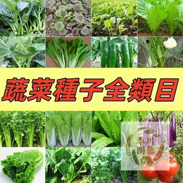 現貨速發（80款蔬菜種籽）#萵苣#茼蒿#青江菜#小白菜#大蔥#小蔥#韭菜#蒜苗#茴香#空心菜#菜心#油麥菜#芹菜#高麗菜