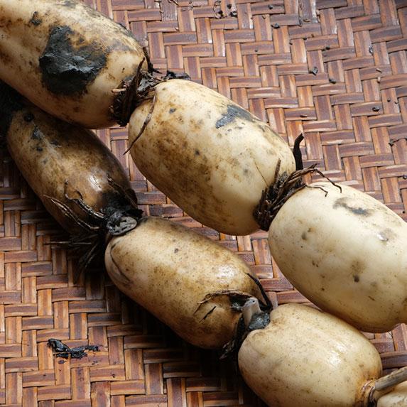 レンコン 農薬不使用 1kg 佐賀県産  れんこん 蓮根 クール便