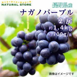 [最短順次発送]   ナガノパープル 2房 約1.4kg ぶどう 約700g房 x 長野県産 秋ギフト  果実ギフト