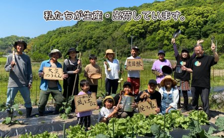 無農薬 野菜 おまかせ セット 5～7品