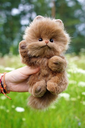 博美犬小狗布朗尼