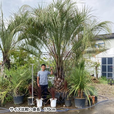 現品お届け ココスヤシ No.2 本州のみ配送可能 植栽は別途 ヤシの木 シンボルツリー 庭 植木 庭木 おしゃれ 藍庭 | LINEショッピング