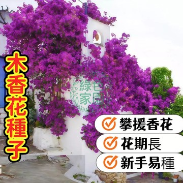 【香氣炸彈】臺灣現貨❗木香花種子 濃香攀藤植物 陽臺庭院圍类造景 多年生好養 開花密集 療癒清香 新手友善
