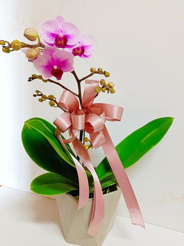 【熱銷必買】蝴蝶蘭 桌上型盆栽 送禮開幕新居招財