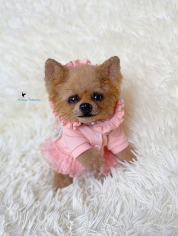 逼真的玩具吉娃娃小狗/狗