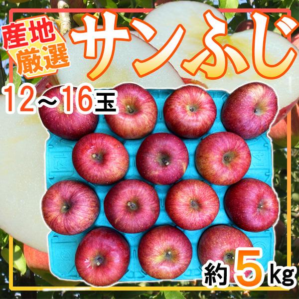 産地厳選　サンふじ　12〜16玉　約5kg