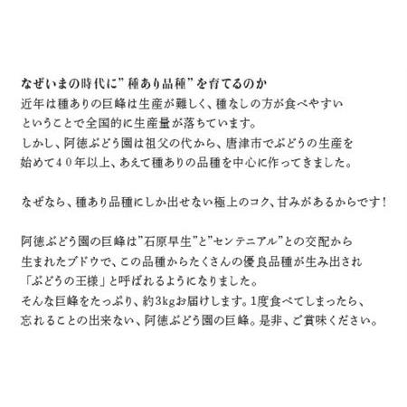 ふるさと納税 『予約受付』唐津市産種あり大粒「巨峰」約3kg(5〜8房) ぶどう ブドウ 果物 フルーツ ギフト 佐賀県唐津市