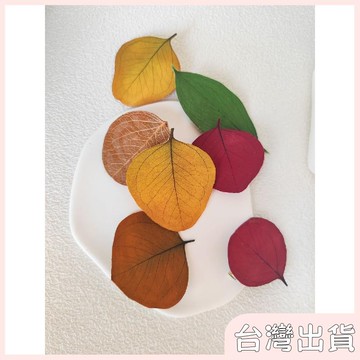 ✨臺灣出貨✨【飾飾如意】秋天的顏色原創手工髮飾真樹葉鴨嘴夾永生樹葉小衆髮夾側邊劉海夾