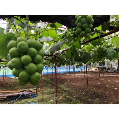 ふるさと納税 岡山市 岡山県産　シャインマスカット　1房　600g