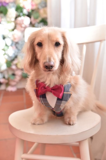 Angel Nina 寵物 圍兜 領巾 脖圍 西裝