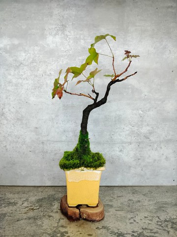 陶盆實生楓香樹 植物 盆栽   植物 盆栽