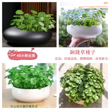 12h出貨 銅錢草（50粒）馬蹄金種籽 水耕植物種子 淨化空氣 吸附甲醛 室內觀賞植物盆栽 水培植物 綠化植物 超級好養