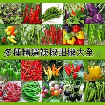 綠色家園|🔥辣椒種子🍓四季種植 薄皮霸王椒種子 五彩辣椒 辣帝 尖椒 超低價格 超多款式 不發芽可退款