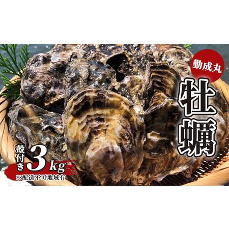 ふるさと納税 勤成丸の牡蠣 殻付き牡蠣 3.0kg 兵庫県