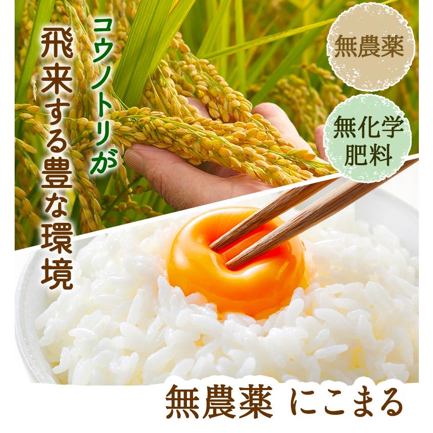 無農薬  米 5kg 無農薬 にこまる 令和5年福井県産 新米入荷 送料無料 無農薬・無化学肥料栽培　玄米