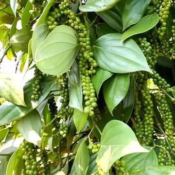 🥬（胡椒種子）當年新種 白胡椒木種子 黑胡椒木種子 多年生高產 四季春播食用香料種籽 小院陽台農田種植