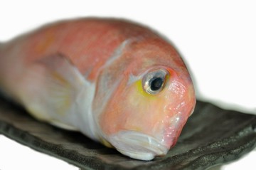 北海漁鋪 船釣金面馬頭魚 200-250g/包*4包