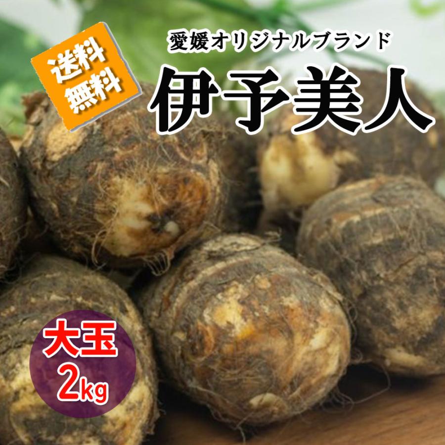 伊予美人 里芋 愛媛県産 大玉 サトイモ 約2ｋｇ 送料無料 箱買い 野菜