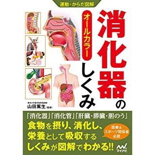 消化器のしくみ-運動・からだ図解