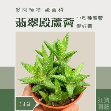 ［狂買園藝］ 多肉植物 翡翠殿蘆薈 蘆薈科 /仙人掌/送禮小物/婚禮小物