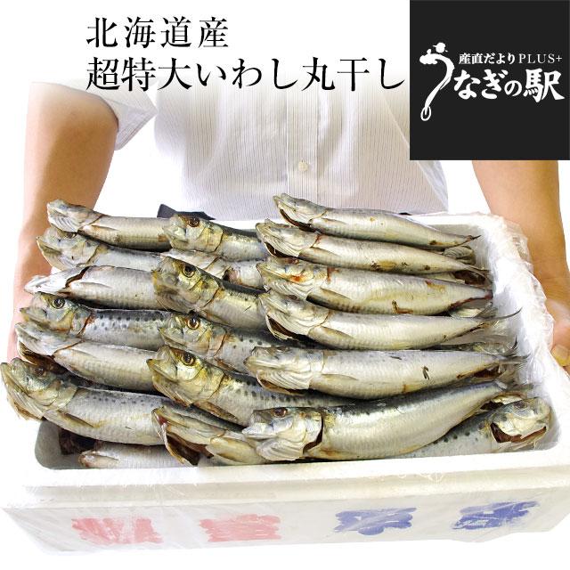 北海道より直送 北海道産 超特大いわし丸干し 巨大キングサイズ 20尾セット 2キロ （1尾100g以上×20尾） 送料無料 ※クール冷凍便