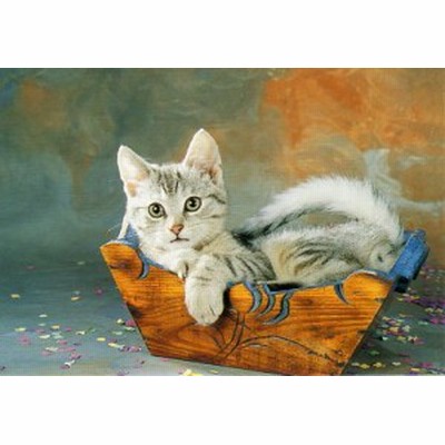 ポストカード カラー写真 入れ物に入った子猫