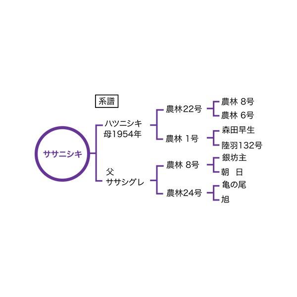 米　令和4年度産　宮城県産　ササニシキ 2kg