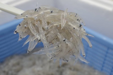 どろめ!釜あげちりめん!特製たれ・薬味セット(4人前)