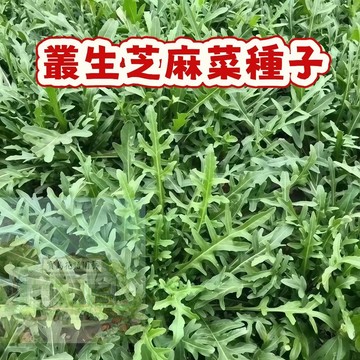💥台灣發貨（芝麻菜種子大全）四季種植 生長勢快   青菜種籽四季陽台盆栽 多次採摘 #蔬菜種子
