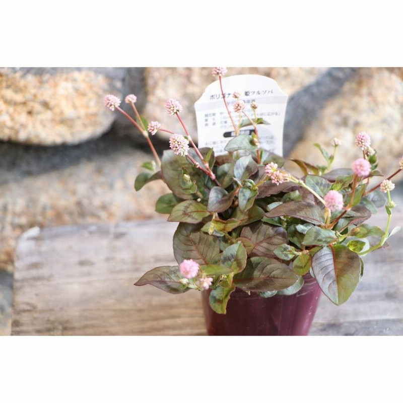 A (ᵔᴥᵔ)ポリゴナム 白花 ヒメツルソバ 寄せ植え 地植え