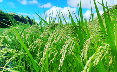 米 令和5年 新品種 粒すけ 5kg 千葉産 乾式 無洗米　