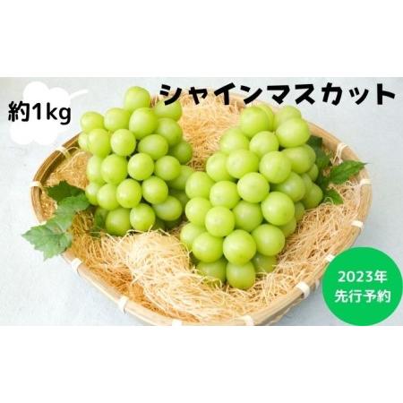 ふるさと納税 ぶどう 先行予約 長野市産 シャインマスカット 約1kg 葡萄 ブドウ フルーツ 果物 シャイン マスカット デザート おやつ 信州 オン.. 長野県長野市