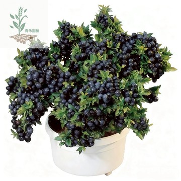 青禾園藝（黑珍珠藍莓種子）BM-4（Black Pearl Blueberry）深紫色 果實飽滿香味濃郁新品種水果種子