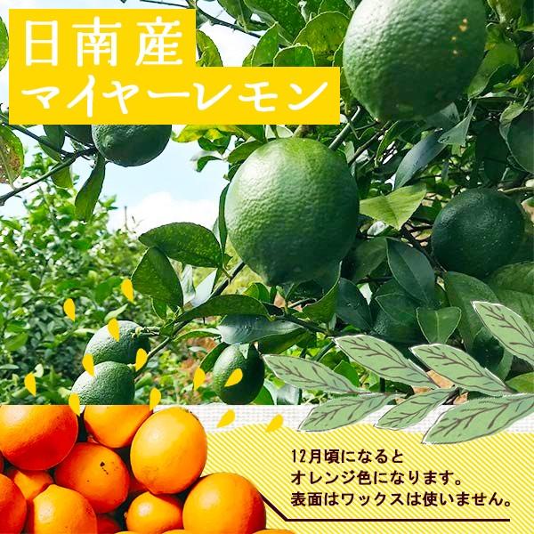 国産レモン　日南産マイヤーレモン直径４cm以上　※ノーワックス