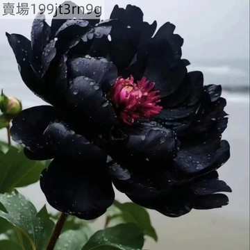 現貨 新品種芍藥種子（25粒）四季抗寒芍藥 多款顏色可選 庭院花卉 南北種植 易活芍藥種子 室內外庭院盆栽種子