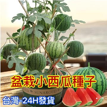 現貨 蝦皮熱銷 西瓜種子（100粒） 超多品種 四季西瓜 盆栽小西瓜 鳳梨西瓜品種大全 四季可種 水果種子 地栽盆栽