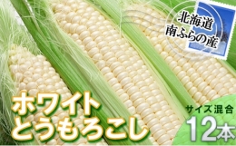 南ふらの産 朝採り とうもろこし (ホワイト)12本 北海道 南富良野町 とうもろこし 2024年発送 先行予約