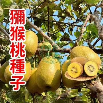 💥蝦皮熱銷💥【獼猴桃種子】超低價 奇異果種子 綠心黃心奇異果 有機水果 香甜多汁營養豐富 耐寒耐旱易養活 四季可種