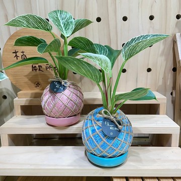 植蕨所在 鉑金蔓綠絨 水苔球 水苔球植物 觀葉植物 室內擺設